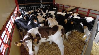 L'engraissement des veaux croisés en France est une piste de valorisation pour les éleveurs, plutôt que de les exporter. L'engraissement des veaux croisés en France est une piste de valorisation pour les éleveurs, plutôt que de les exporter.